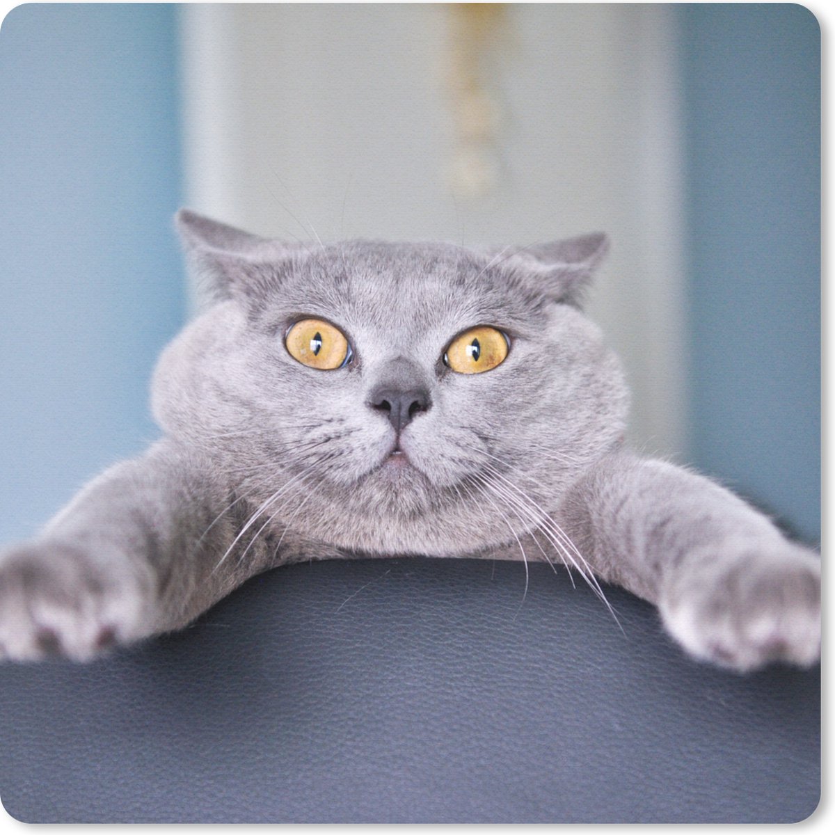 Muismat 30x30 cm - Mousepad Kat - Bang - Stoel - Muismatten