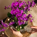 Paarse phalaenopsis orchidee met veel bloemen en knoppen, de pot is omwikkeld met mos.