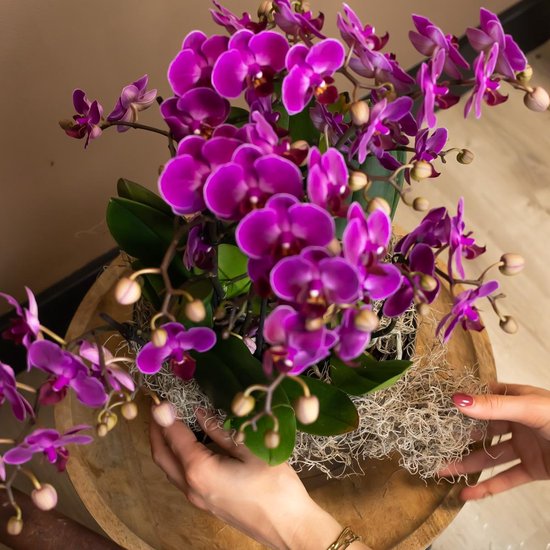 Paarse phalaenopsis orchidee met veel bloemen en knoppen, de pot is omwikkeld met mos.