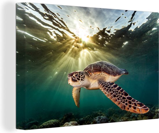 Tableau sur toile Tortue de mer nageant à Hawaï - 30x20 cm