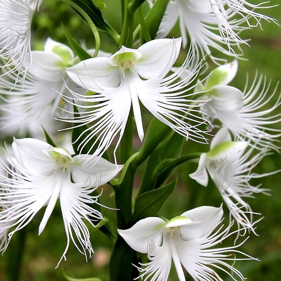 Habenaria Aoba | 5 stuks | Knol | Geschikt voor in Pot | Wit | Bijzondere Zomerbloeier