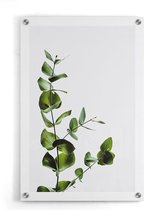 Walljar - Eucalyptus - Muurdecoratie - Plexiglas schilderij