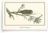 Walljar - Chamaeleo Namaquensis - Dieren poster