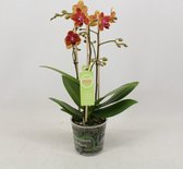 Orchidee van Botanicly – Vlinder orchidee – Hoogte: 40 cm, 1 tak – Phalaenopsis Multiflora Sogo Allen