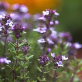 12 x Echte Tijm / Keukentijm - Winterharde Kruidenplant - Thymus vulgaris in 9x9cm pot met hoogte 5-10cm