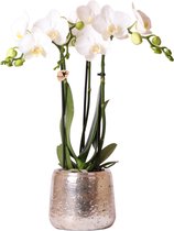 Kolibri Orchids | witte Phalaenopsis orchidee in Luxury  sierpot zilver - 40cm hoog - Ø9cm