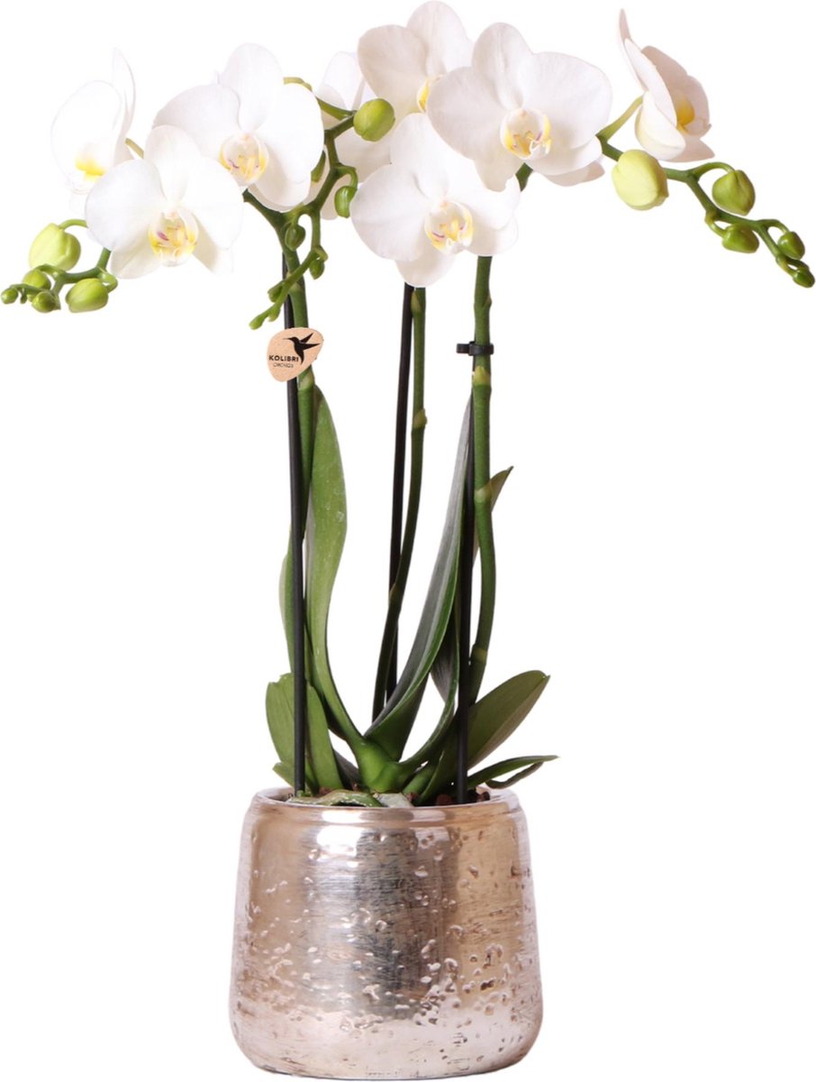 Kolibri Orchids | witte Phalaenopsis orchidee – Amabilis + Luxury sierpot zilver – potmaat Ø9cm – 40cm hoog | bloeiende kamerplant in bloempot - vers van de kweker