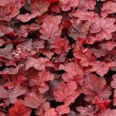 6x Heuchères corail (Heuchera 'Fire Chief') - Pot P9 (9x9)