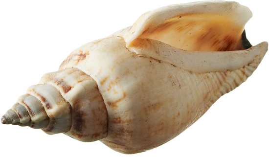 Schelpen Aninikad 1 kg, natuurlijk materiaal | bol