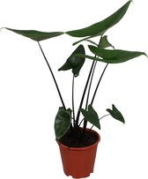Decorum Alocasia Zebrina Black Stem ↨ 75cm - planten - binnenplanten - buitenplanten - tuinplanten - potplanten - hangplanten - plantenbak - bomen - plantenspuit