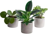 Trio ‘Mooi Groen’ in Laos keramiek (grijs) ↨ 20cm - 3 stuks - hoge kwaliteit planten