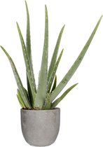 Aloë Vera in Mica sierpot Jimmy (lichtgrijs) ↨ 55cm - hoge kwaliteit planten