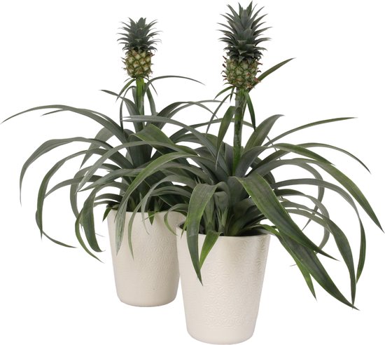 Breasy® Bromelia Ananasplant - Incl. witte keramieke pot - ↑ 38 CM - Pot Ø 12 CM