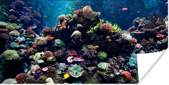 Poster Aquarium met tropische vissen en koralen - 80x40 cm