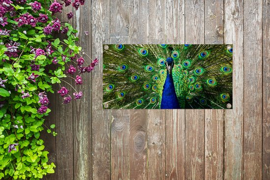 Affiche de jardin Paon - Ressorts - Yeux - 80x40 cm