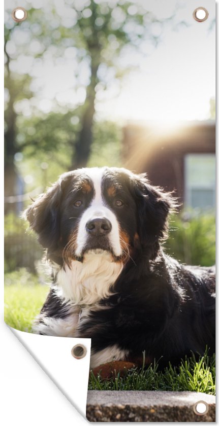 Tuinposter Zonnestralen langs de Berner Sennenhond - 30x60 cm - Tuindoek - Buitenposter