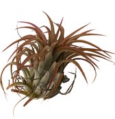 Tillandsia