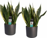 FloriaFor - Duo Sansevieria Superba Met Elho B.for Antracite - - ↨ 40cm - ⌀ 14cm