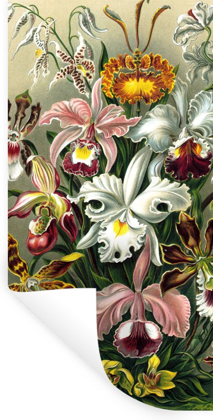 Muurstickers - Sticker Folie - Orchidee - Haeckel - Kunst - 20x40 cm - Plakfolie - Muurstickers Kinderkamer - Zelfklevend Behang - Zelfklevend behangpapier - Stickerfolie