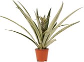 Ananas Champaca - Sier ananas - Hoogte: ↑ 55 cm - Zon - Waterbehoefte: Veel - diameter pot: 14cm