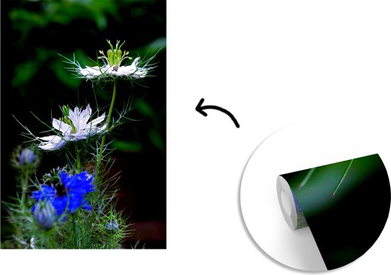 Papier peint vinyle - Deux plantes de nigelle en pleine floraison largeur 150 cm x hauteur 220 cm - Tirage photo sur papier peint (disponible en 7 tailles)