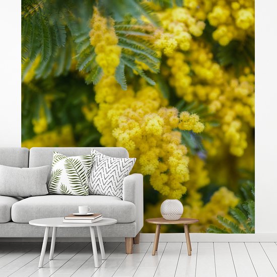 Behang - Fotobehang Gele mimosabloemen - Breedte 240 cm x hoogte 240 cm