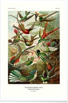 JUNIQE - Poster Haeckel - Hummingbirds and Trochilidae (Kolibris)