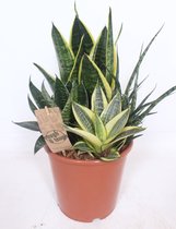 Boom van Botanicly – Vrouwentongen – Hoogte: 45 cm – Sansevieria