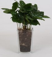 Kamerplant van Botanicly – Koffieplant – Hoogte: 20 cm – Coffea Arabica