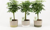 Kamerplanten van Botanicly – 3 × Schefflera Luseana – Hoogte: 35 cm