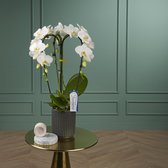 Fontano Bellagio orchidee wit in Molise antraciete pot | Ø 12 cm | ↕ 50-55 cm
