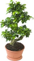 Kamerplant van Botanicly – Chinese vijg – Hoogte: 60 cm – Ficus microcarpa Ginseng