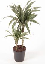 Kamerplant van Botanicly – Drakenboom – Hoogte: 50 cm – Dracaena derem. Warneckei