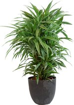 Kamerplant van Botanicly – Drakenboom – Hoogte: 90 cm – Dracaena derem. Warneckei