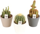 Cactussen van Botanicly – 3 × Cactus mix – Hoogte: 20 cm