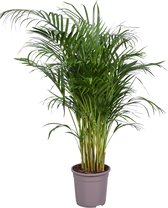 Kamerplant van Botanicly – Goudpalm – Hoogte: 100 cm – Areca dypsis lutescens