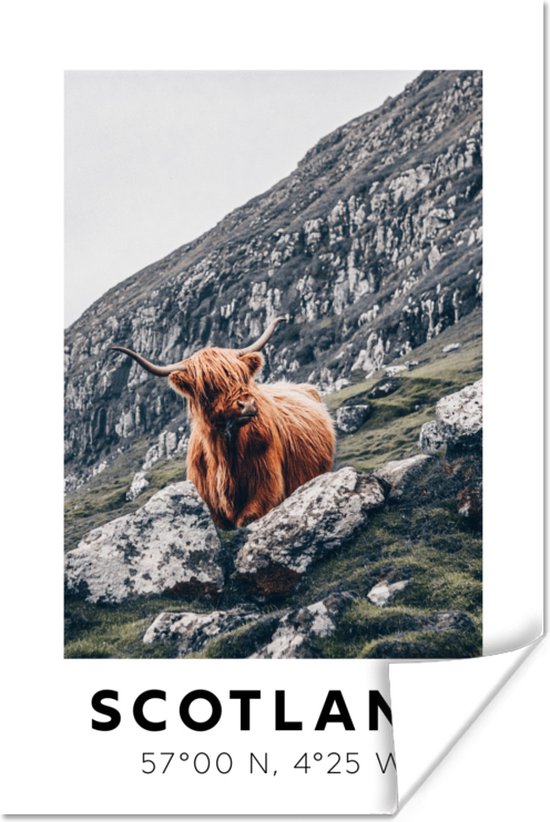 Poster Schotland - Schotse hooglander - Bergen - 20x30 cm