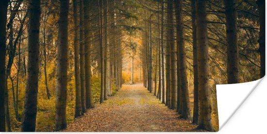 Affiche Sentier - Arbres - Forêt - 160x80 cm