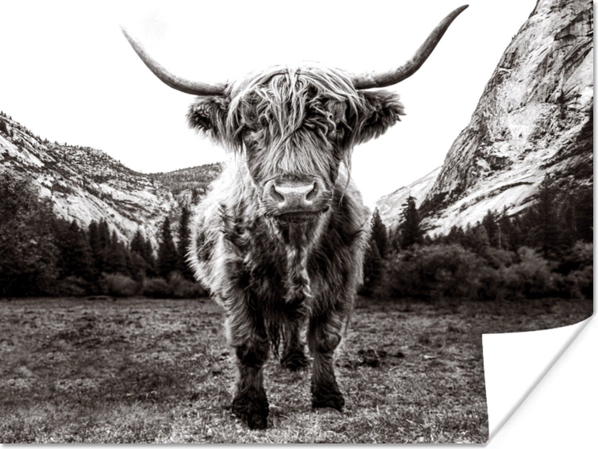 Poster Berg - Zwart - Wit - Schotse Hooglander - 80x60 cm