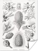 Poster - Ernst Haeckel - Kamer decoratie aesthetic - Natuur - Vintage - Boom - Zwart wit - Aesthetic room decor - Wanddecoratie - 30x40 cm