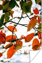 Affiche Automne - Feuilles - Rural - Saisons - 20x30 cm