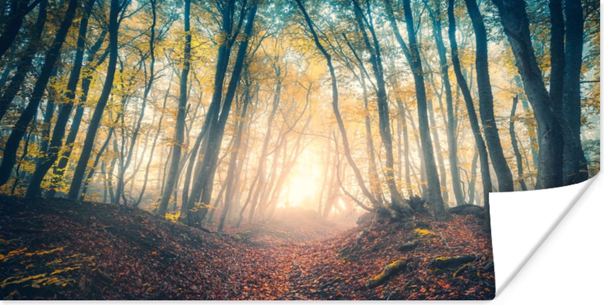 Poster Bos - Mist - Zon - Herfst - 150x75 cm