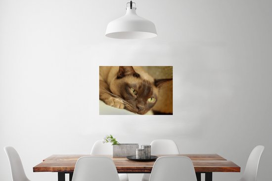 Poster Bruin gekleurde Burmese kat - 60x40 cm