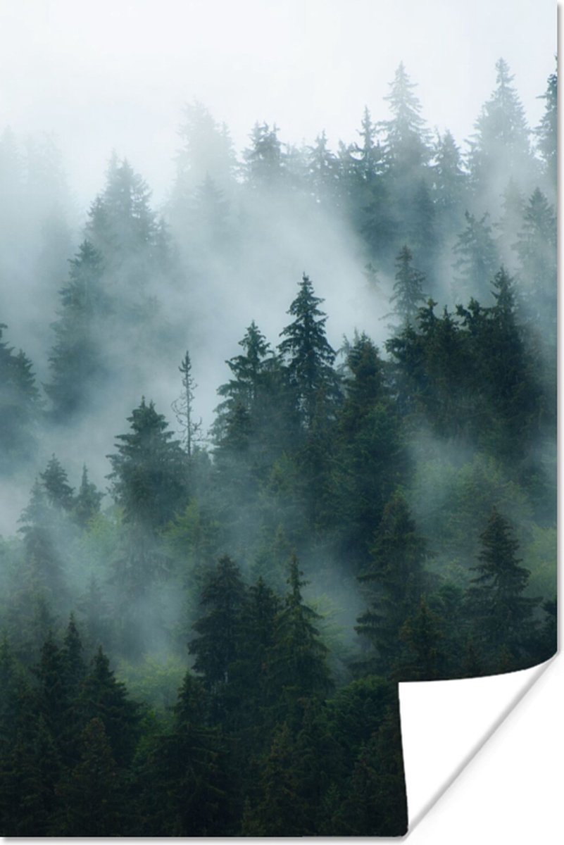 Poster Mist - Bomen - Bos - 40x60 cm