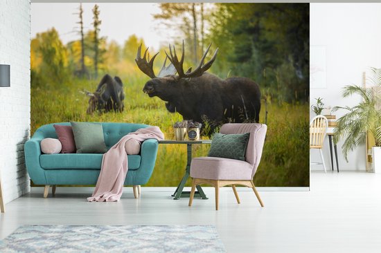 Papier peint Papier peint photo en vinyle - Moose in nature in Wyoming largeur 390 cm x hauteur 260 cm - Tirage photo sur papier peint (disponible en 7 tailles)
