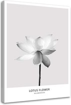 Trend24 - Canvas Schilderij - Witte Lotusbloem - Schilderijen - Bloemen - 40x60x2 cm - Grijs