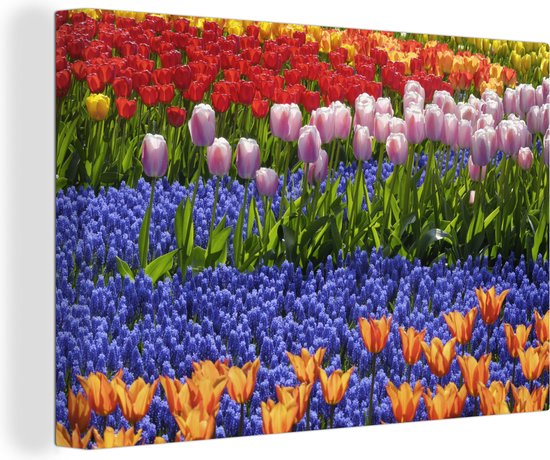 Tulipes et jacinthes colorées dans le Keukenhof en Holland méridionale 120x80 cm - Tirage photo sur toile (Décoration murale salon / chambre) / Peintures Fleurs sur toile