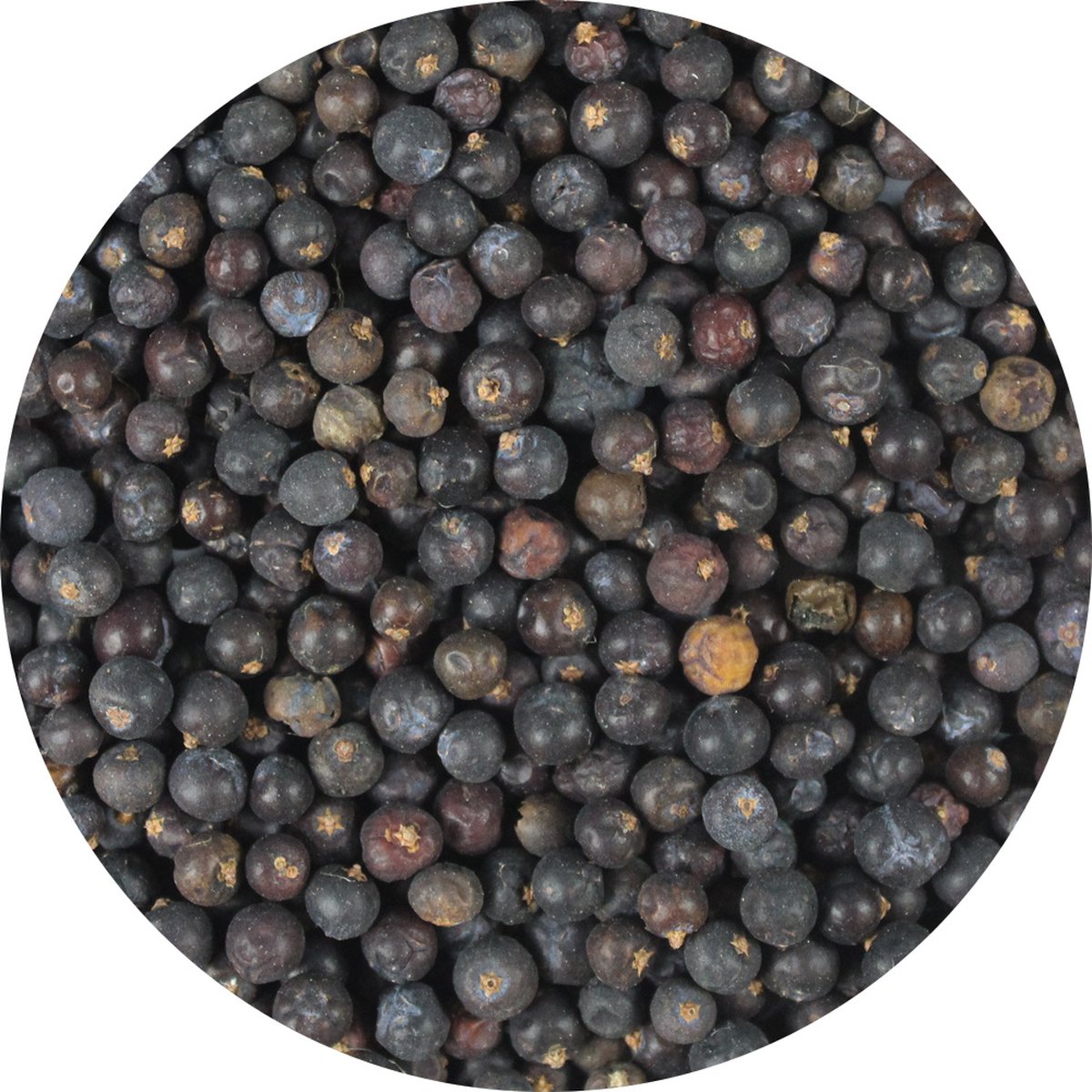 Goedkoopste Van Beekum Specerijen - Jeneverbessen - 15 KG - Zak (bulk verpakking