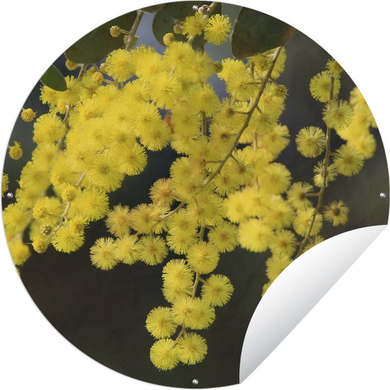 Tuincirkel Mimosa plant met gele bladeren - 90x90 cm - Ronde Tuinposter - Buiten