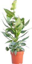 PLNTS - Philodendron Hastatum Silver - Kamerplant Zilveren zwaard - Kweekpot 17 cm - Hoogte 60 cm